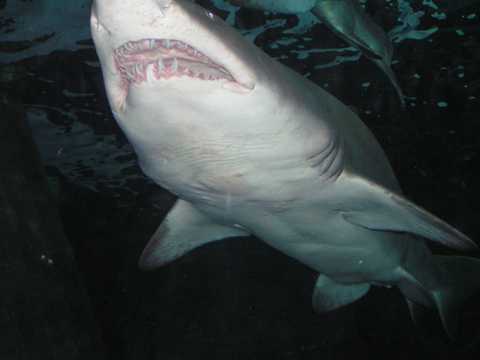 海底世界里的鲨鱼