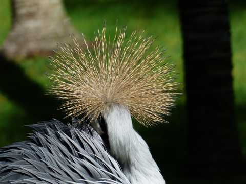 漂亮的典雅灰冠鹤