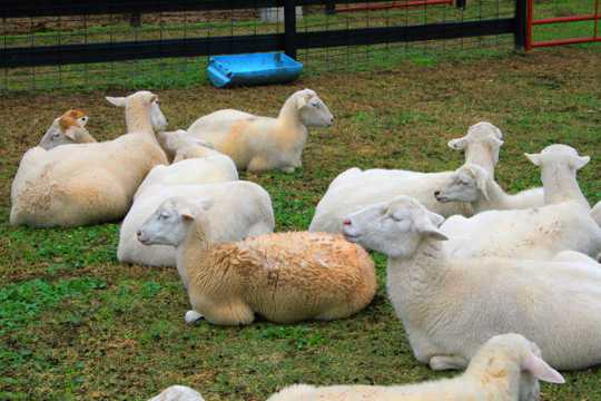 牧场绵羊群