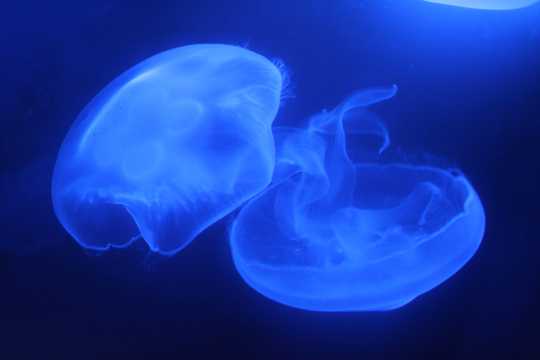 蓝色大海里漂浮的水母