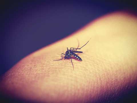 一只毒蚊子图片