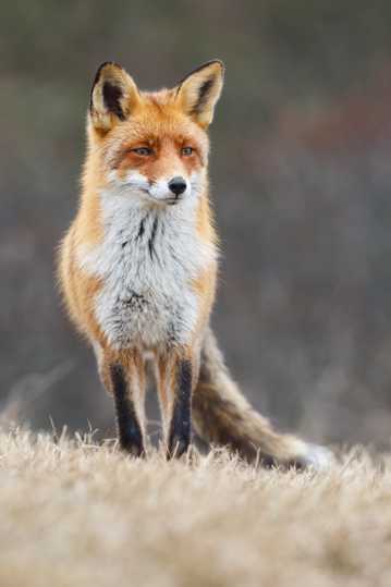 站立的赤狐