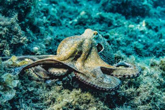海底大章鱼图片