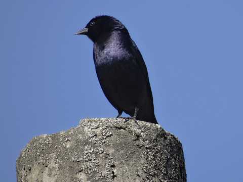 站立的黑色乌鸦