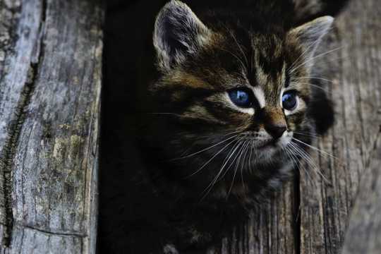 小巧可人的幼猫图片