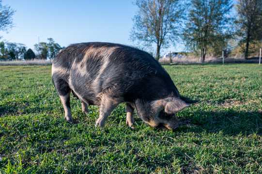 牧区里皮特兰猪吃食图片