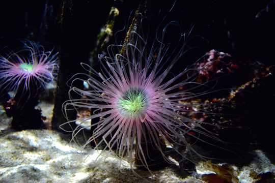 水生动物海葵图片