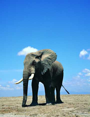 非洲象图片