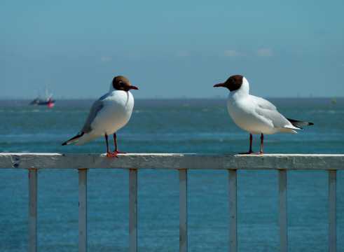 岸边的两只海鸥