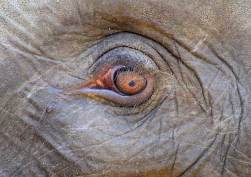 大象眼睛特写图片