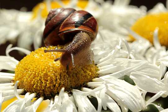 花上的非洲大蜗牛