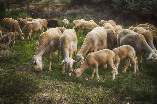 牧区里正在吃草的羊群图片