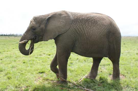南非大象照相图片