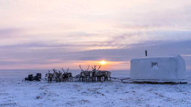 冬日原野驯鹿拉雪橇图片