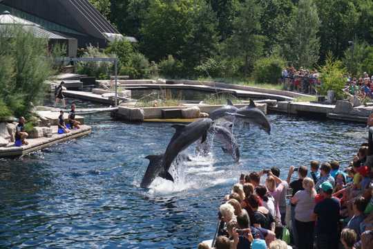 动物园海豚表演图片