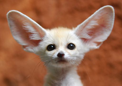 白色的大耳朵狐狸