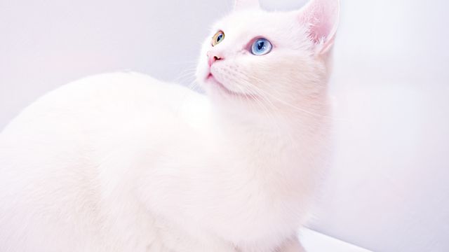 憨厚可爱的白猫图片