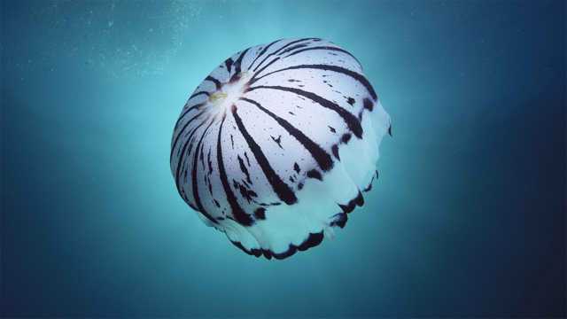 美丽的水生动物水母图片