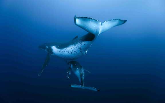 海底世界里的蓝鲸