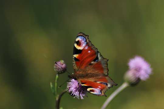孔雀蝴蝶和小花