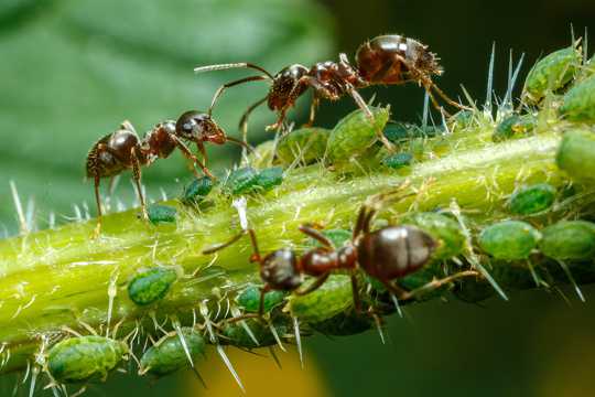 野生动物切叶蚁图片