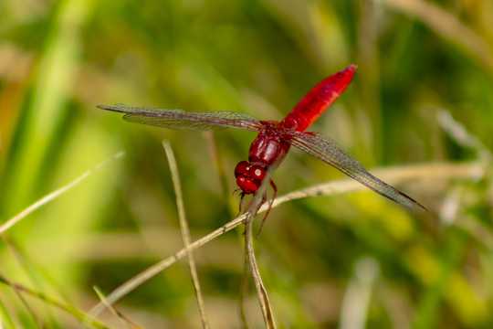 一只美丽红蜻蜓图片