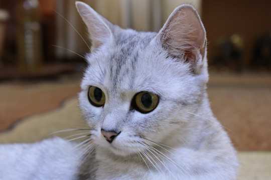 可爱的波米拉猫