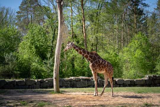 动物园小长颈鹿图片