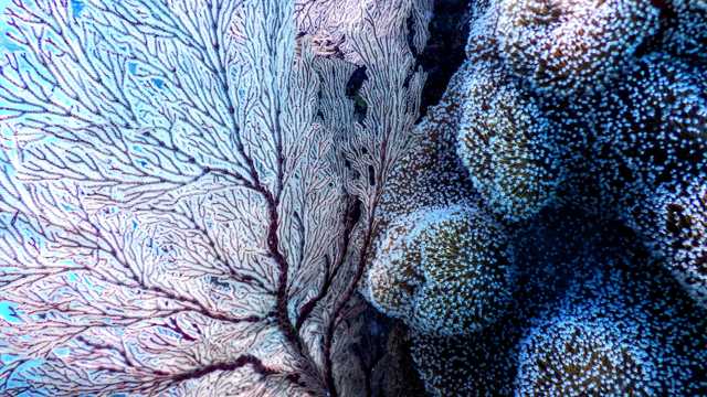 海底的珊瑚群