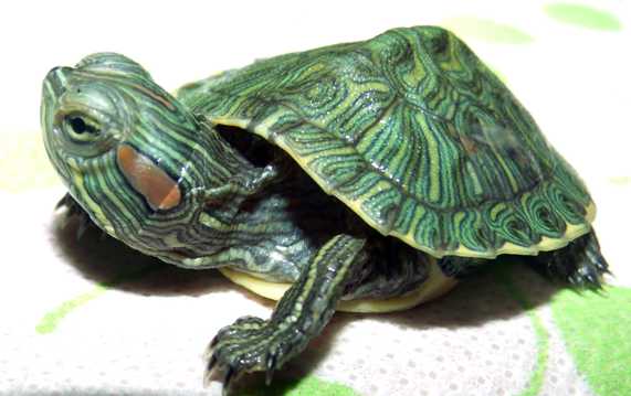 巴西彩龟近景图片