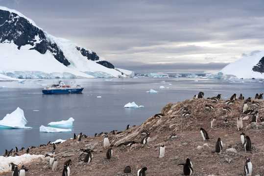 可人南极小企鹅图片