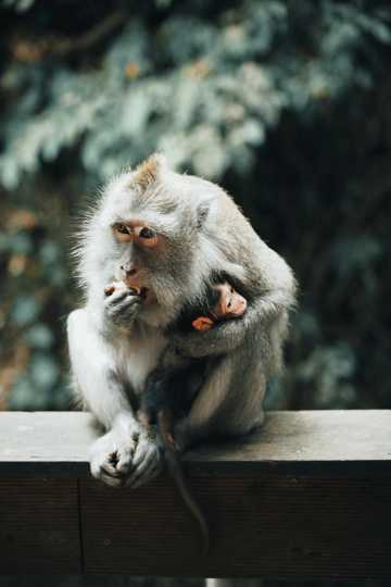 进食的台湾猴