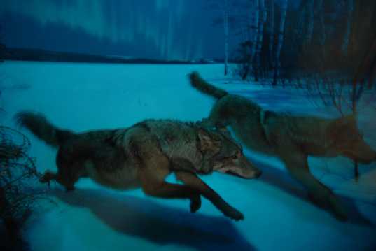 狼猎食图片