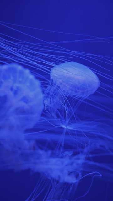 蓝色的深海水母