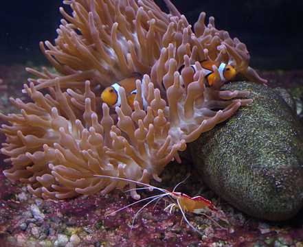 珊瑚丛中漫游的小丑鱼图片