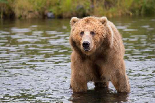 身形浩大的棕熊高清图片