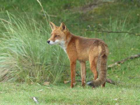 草地上的赤狐