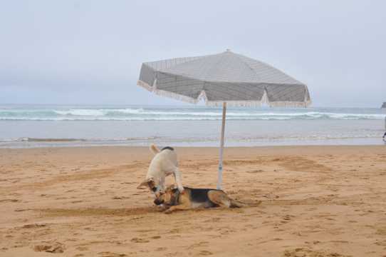 海滩玩耍的小狗