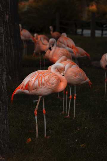 粉红色火烈鸟群图片