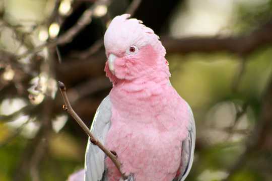 粉色鹦鹉图片