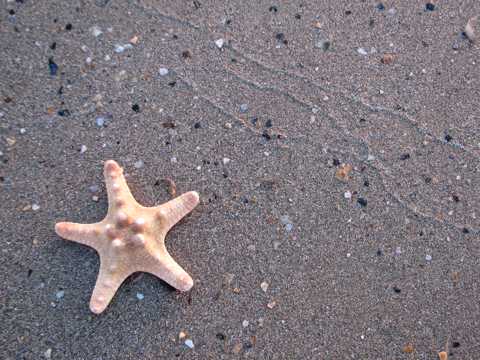 沙滩上的美丽海星