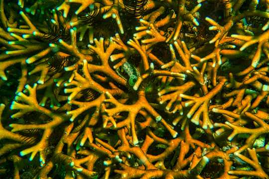 海底的海藻
