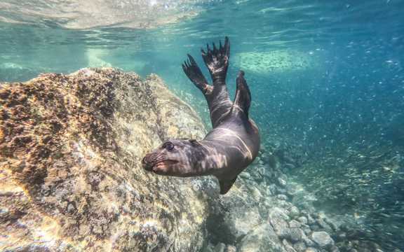 海狮潜水游泳