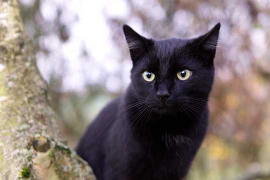 小黑猫拍照素材图片