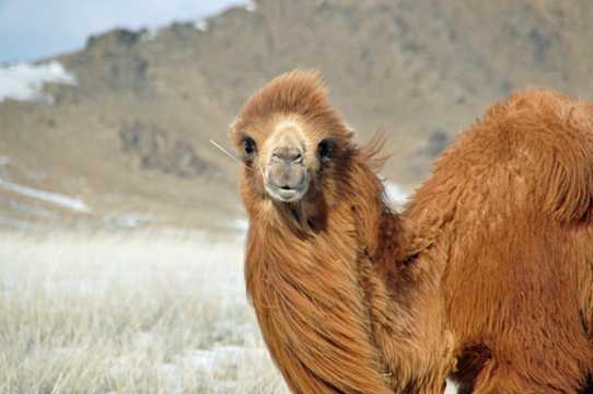 棕色戈壁骆驼图片