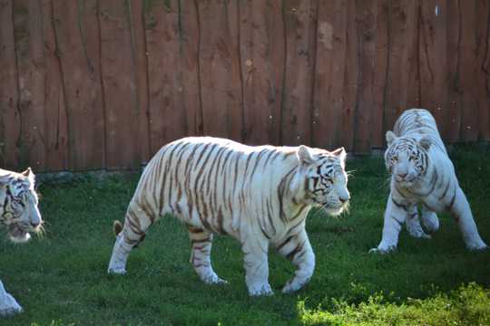 动物园白虎欣赏图片