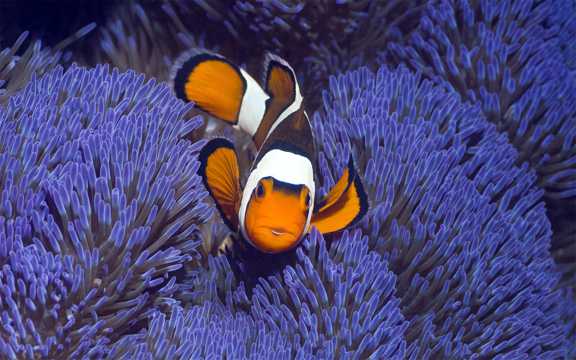 珊瑚丛里小丑鱼图片