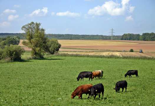 牛群吃草景致图片