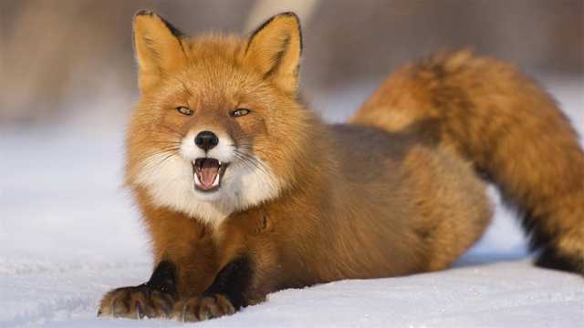 雪地上的赤狐