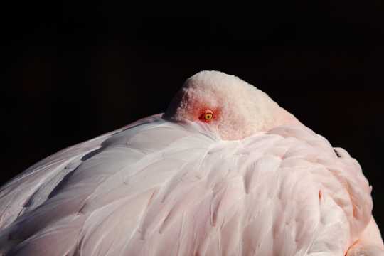 粉红色火烈鸟高清图片
